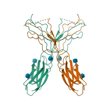 Anticuerpo Monoclonal de Conejo Anti-Ratón CD45 conjugado con FITC para FC - P04157
