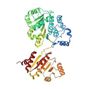 Anti-DDX17 Monoclonal Antibody for WB, IHC-P, ELISA - Q92841