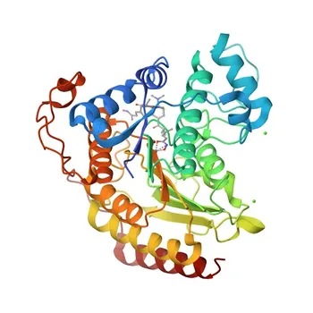 Phospho-HDAC8-S39 Rabbit pAb - Q9BY41