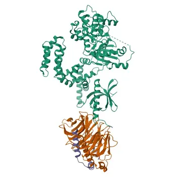 Anticorpo monoclonal anti-GRK2 [Validado por KO] para WB, IF/ICC, ELISA - P25098