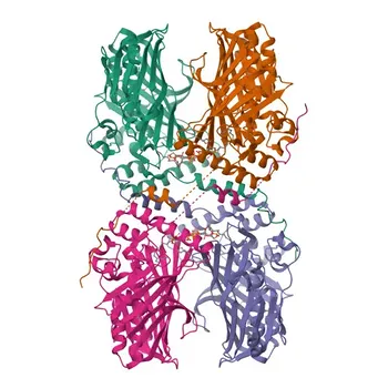 الجسم المضاد الأحادي النسيلة المضاد لـ ORP1 للاستخدام في WB و IF/ICC و ELISA - Q9BXW6