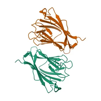 Anti-TIFA Monoclonal Antibody for WB, IHC-P, ELISA - Q793I8