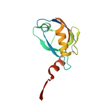 Fosfo-PSD93/chapsyn-110/DLG2-Y340 coniglio pAb per WB e ELISA - Q15700