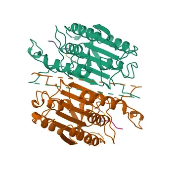 WB, ELISA용 Anti-Cleaved-Caspase 3 p12 토끼 단일클론 항체 - P42574