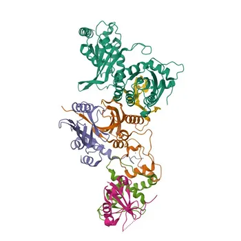 Anticorpo monoclonale di coniglio anti-CBFB per WB, IF/ICC, IHC-P, ELISA - Q13951