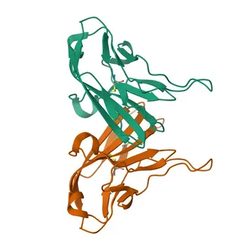 Coniglio anti-Umano CD112/Nectin-2 mAb - Q92692