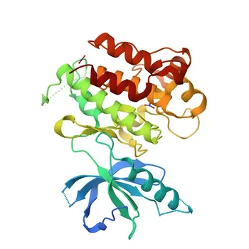 Anticorpo Monoclonal de Coelho Anti-ROR2 para WB e ELISA - Q01974