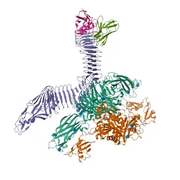 Anticuerpo monoclonal de ratón anti-CD11b humano para citometría de flujo - P11215