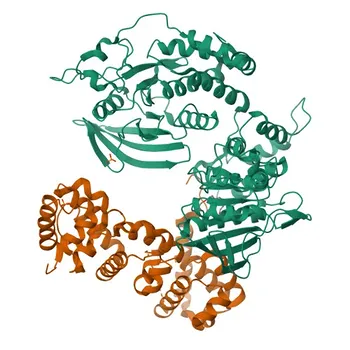 Anticorpo Monoclonal de Coelho Anti-LAR para WB, IHC-P, ELISA - P10586