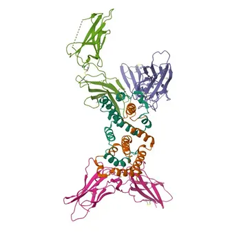 Anticorpo monoclonale di coniglio anti-umano CD119/IFNGR1 per citometria a flusso - P15260