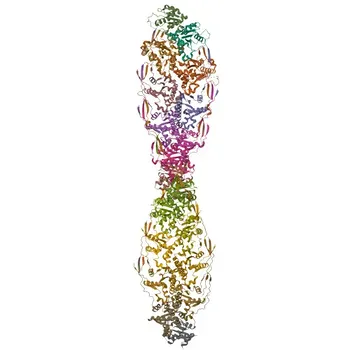 Anticuerpo monoclonal de conejo anti-IL17RA para WB y ELISA - Q96F46