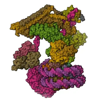 جسم مضاد وحيد النسل أرنبي ضد ACTL6A لـ WB و IHC-P و ELISA - O96019