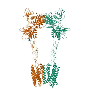 PE Rabbit anti-Human mGluR2 Monoclonal Antibody for FC - Q14416
