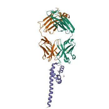 Anticorpo monoclonal de coelho anti-APOL1 para WB, IF/ICC, ELISA - O14791
