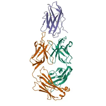 PE Rabbit anti-Mouse CD152/CTLA-4 Monoclonal Antibody for Flow Cytometry - P09793
