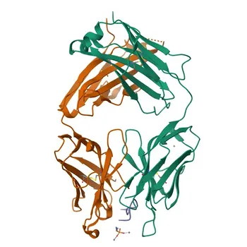 PE Rabbit anti-Human CD52 Monoclonal Antibody for Flow Cytometry - P31358