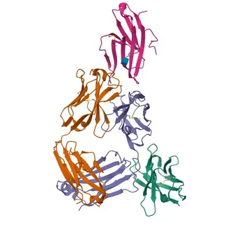 Anticuerpo Monoclonal Anti-ICOS/CD278 para WB y ELISA - Q9Y6W8