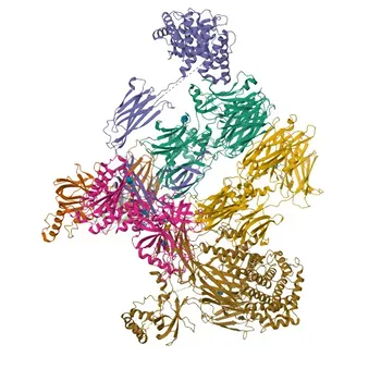 Anticorpo Monoclonal PE Coelho anti-Complemento C3 Humano para FC - P01024