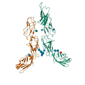 Anticorpo monoclonale anti-CD223/LAG-3 di topo per FC - Q61790