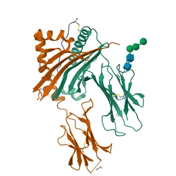 Anticuerpo monoclonal de conejo anti-ratón I-A para FC - P14483