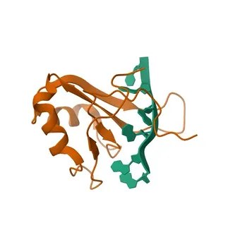 Anti-TRA2B Rabbit Monoclonal Antibody for WB, IP, IF/ICC, IHC-P, ELISA - P62995