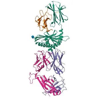Anticorpo Monoclonal Coelho anti-Humano CD1c para FC - P29017