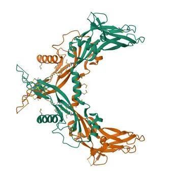 Anticorpo monoclonal anti-Inibina beta A (INHBA) de coelho para WB, IF/ICC e ELISA - P08476