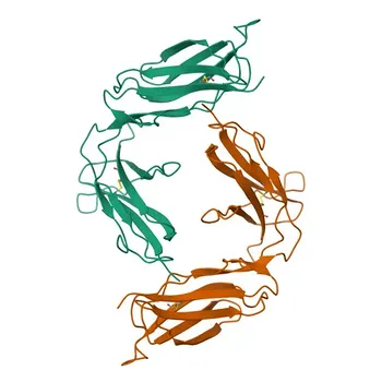 Anticorpo Monoclonal Coelho anti-Humano KIR2DL2/KIR2DL3 para IF/ICC e FC - P43628