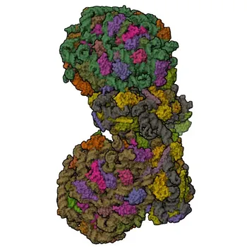Anticorpo Monoclonal de Coelho Anti-Receptor de Laminina de 67 kDa (RPSA) para WB, IF/ICC, ELISA - P08865