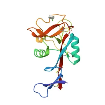 Anticuerpo monoclonal Anti-CD303/BDCA-2 humano para citometría de flujo - Q8WTT0