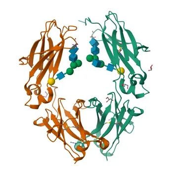 Anticorpo monoclonal de camundongo anti-IgG de coelho (Fc) para FC - P01870