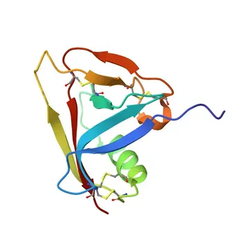 Coelho anti-Humano CD5 mAb - P06127