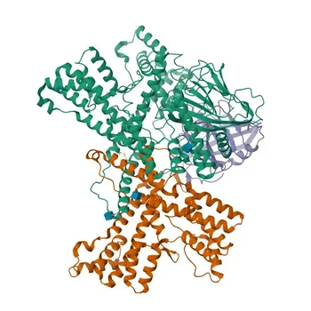 Anti-Cyclophilin B Monoclonal Antibody for WB, ELISA - P23284