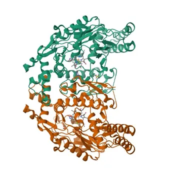 Anti-iNOS Rabbit Monoclonal Antibody for WB, IF/ICC, ELISA - P29477