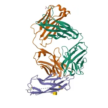 Anti-K-Cadherin (CDH6) Rabbit Monoclonal Antibody for WB, ELISA - P55285