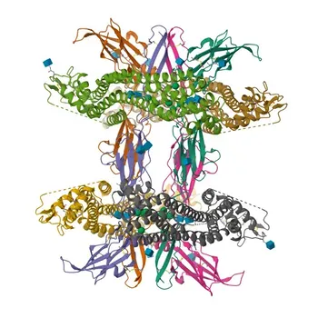 Anti-Glypican 3 (GPC3) Monoclonal Antibody for Flow Cytometry - P51654