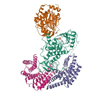 Anticorpo policlonal de coelho Anti-Phospho-MEK1-S298 para WB, IP, ELISA - Q02750