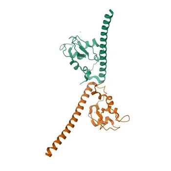 Anticorpo Monoclonal de Coelho Anti-Survivina para WB e ELISA - O15392