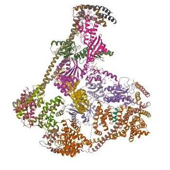 Anticorpo Monoclonal de Coelho Anti-CENPC para WB, IF/ICC, ELISA - Q03188
