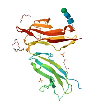 Anticorpo Monoclonal Anti-Humano CD32 para Citometria de Fluxo - P12318