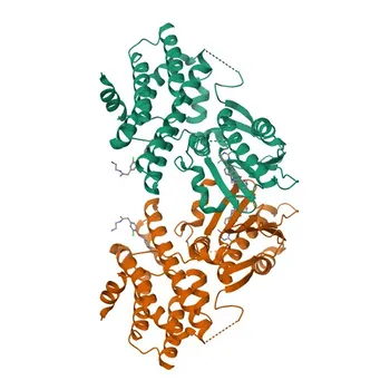 Anticorpo Monoclonal de Coelho Anti-PDK2 para WB, IHC-P, ELISA - Q15119
