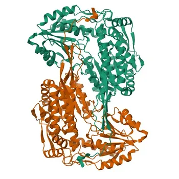 Anti-ALDH4A1 Rabbit Monoclonal Antibody for WB - P30038