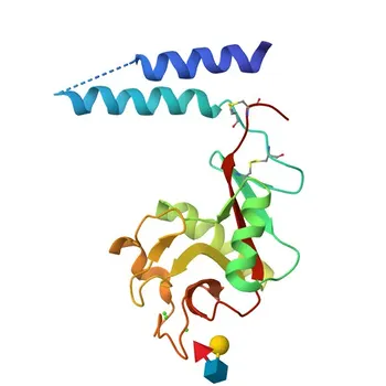 Anticuerpo Monoclonal de Conejo anti-Humano DC-SIGNR/CD299 para Citometría de Flujo - Q9H2X3