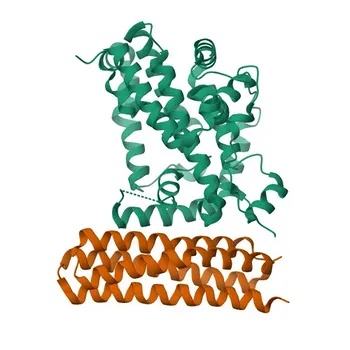 pAb de coelho Phospho-BCAR1-Y165 para WB, ELISA - P56945