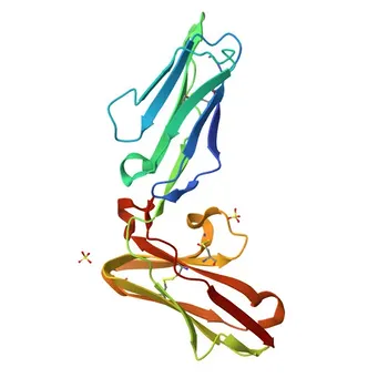 Rabbit anti-Human LILRB4/CD85k/ILT3 Monoclonal Antibody for FC - Q8NHJ6