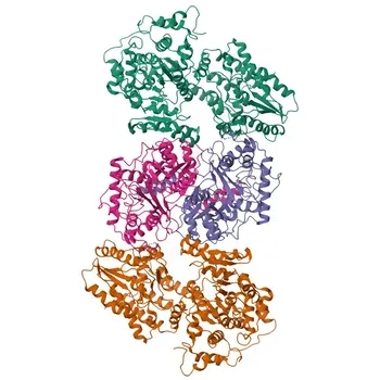 Anti-HADHB Monoclonal Antibody (Rabbit) for WB, IHC-P, IF/ICC, ELISA - P55084