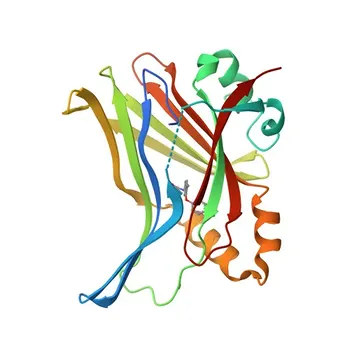 Anticuerpo monoclonal de conejo anti-TEAD1/2/3/4 para WB, ELISA - P28347 / Q15561 / Q15562 / Q99594
