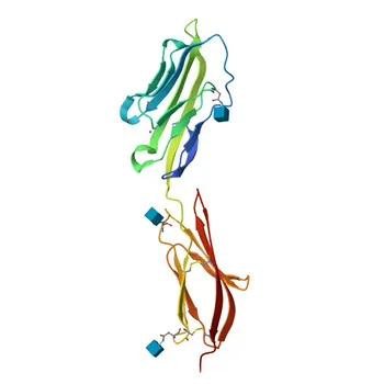 Anticuerpo monoclonal de conejo anti-CD2 humano para FC - P06729