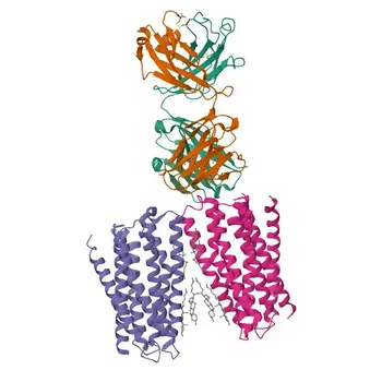 Anticorps monoclonal anti-GPRC5D pour cytométrie en flux - Q9NZD1
