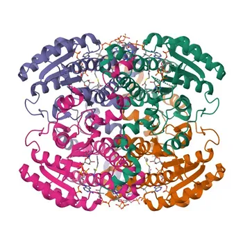 DECR1 Coniglio pAb - Q16698